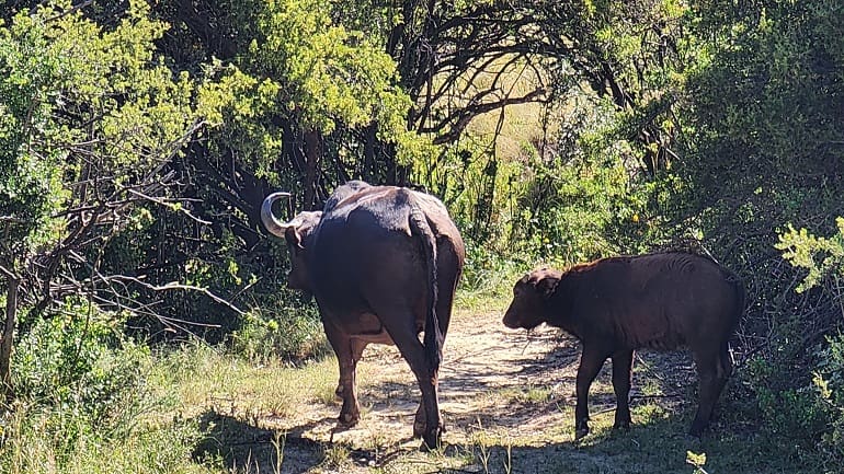 A cow and her calf on the trail. When the calf stepped between us, the air went thick.