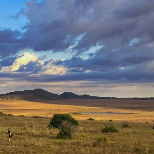 Bontebok scattered across a wide plain below hills at evening