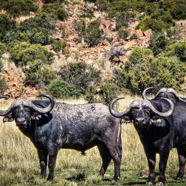 Three Cape buffalo bulls facing the camera in tall grass below a rocky slope
