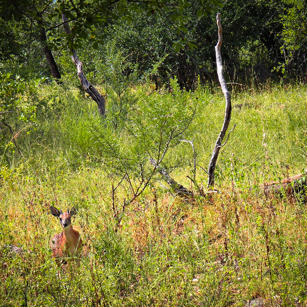 Duiker standing alert in tall green grass at the edge of thick bush