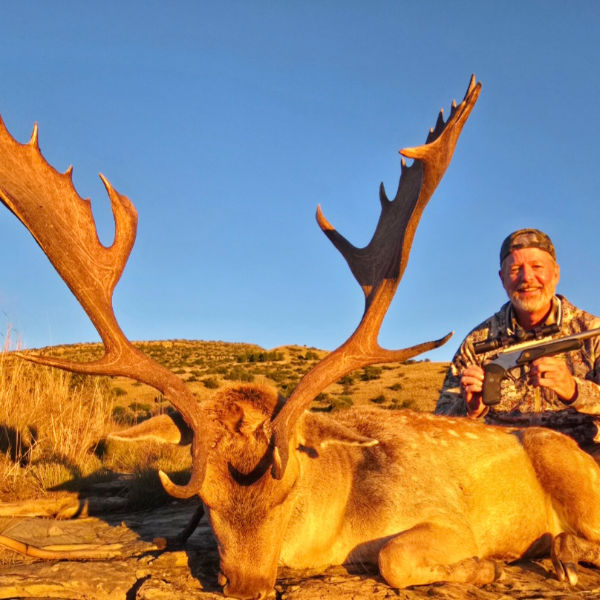 Fallow buck with heavy palmated antlers in low golden light