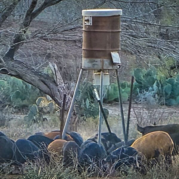 Sounder of feral hogs crowded under a corn feeder at first light