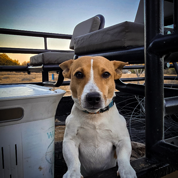 Jack Russell terrier standing on the back of a hunting vehicle at dusk
