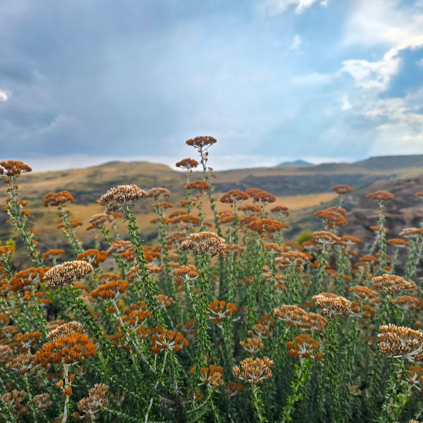 Orange everlasting flowers in the foreground of a Karoo escarpment