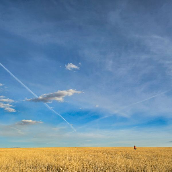 Lone hunter far out on golden prairie under a vast blue sky crossed by contrails