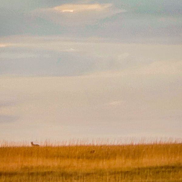 Two pronghorn skylined on a grass horizon in soft evening light