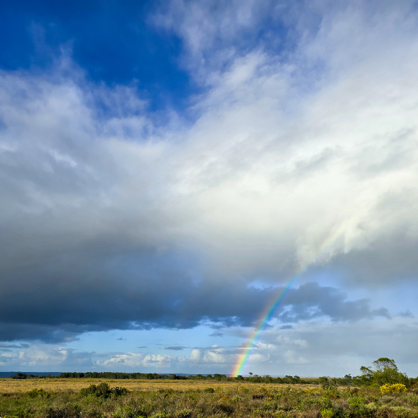 Rainbow falling into coastal veld under a wide bank of cloud