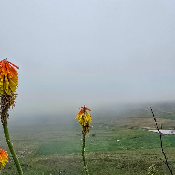 Red hot poker flowers above a green valley half-buried in mist
