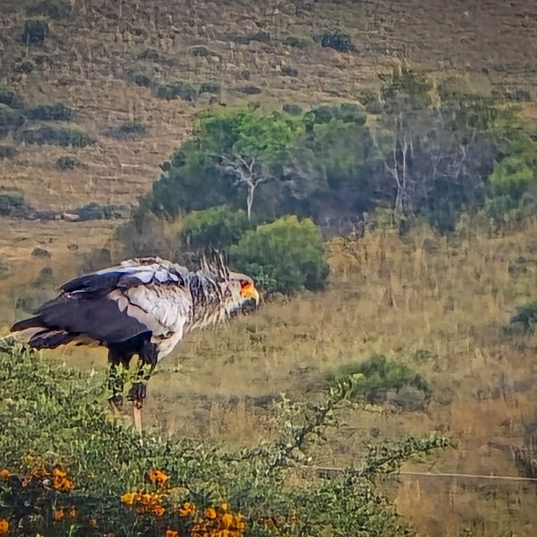 Secretary bird hunting through African veld grass