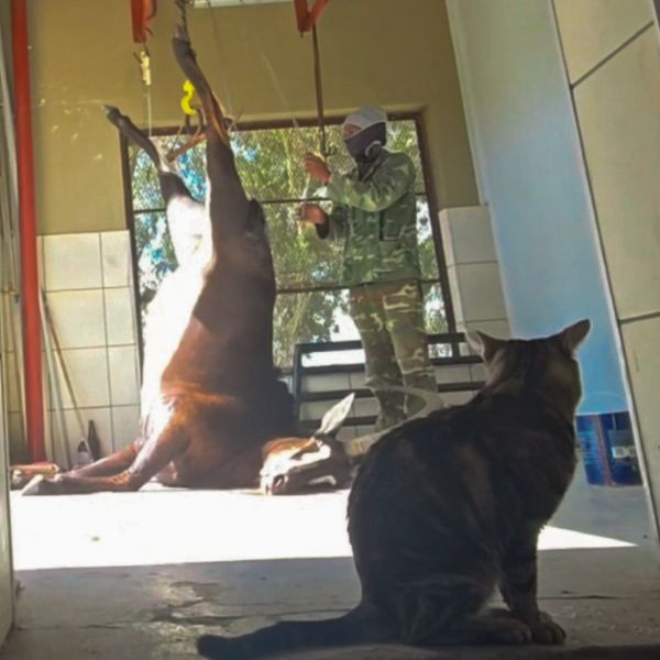 Camp cat watching a skinning shed through an open doorway in Africa