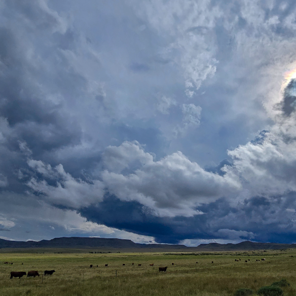 Storm front building over cattle grazing an open pasture