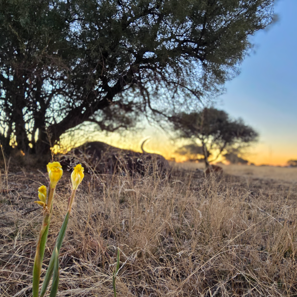 Yellow flowers opening in dry grass beneath a thorn tree at sunset