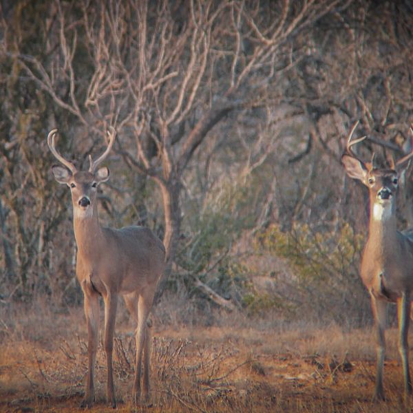 Two whitetail bucks standing in Texas Hill Country brush