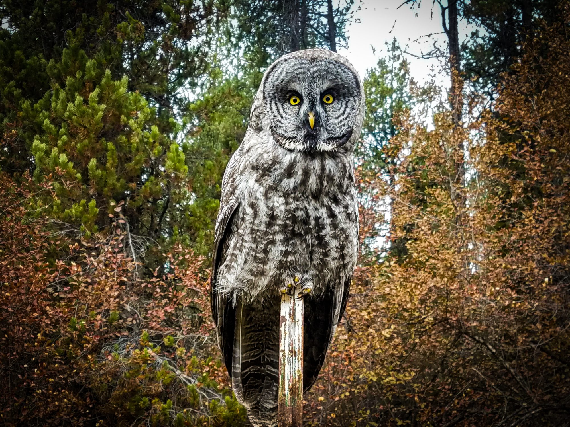 A great grey owl perched on a pine branch