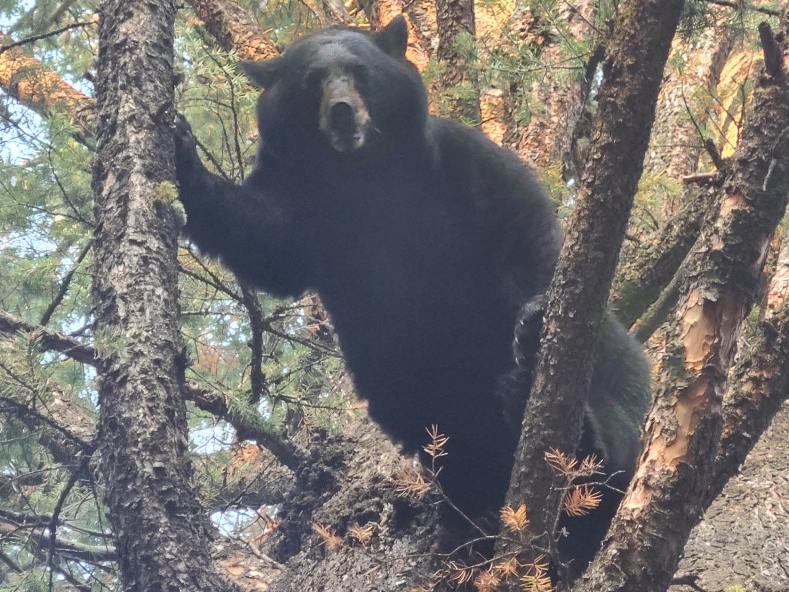 Bear Hunting: Pity The Texan